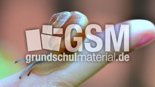 Bänderschnecke (9).jpg